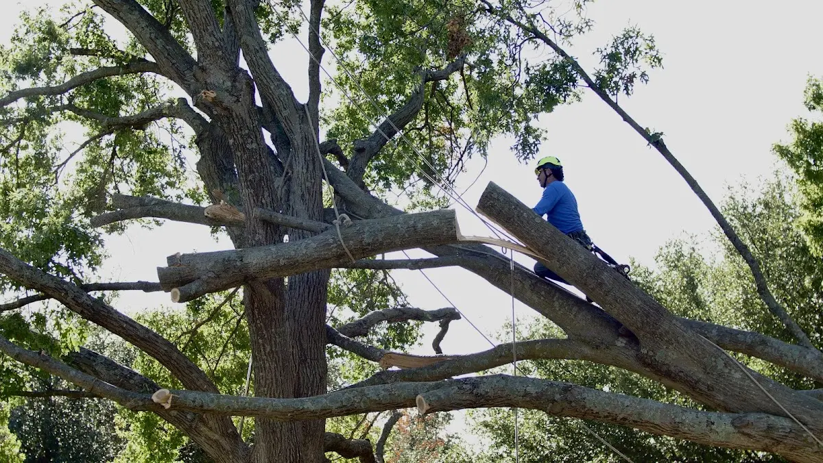 Professional Crown Thinning performed by certified arborists in Mingus
